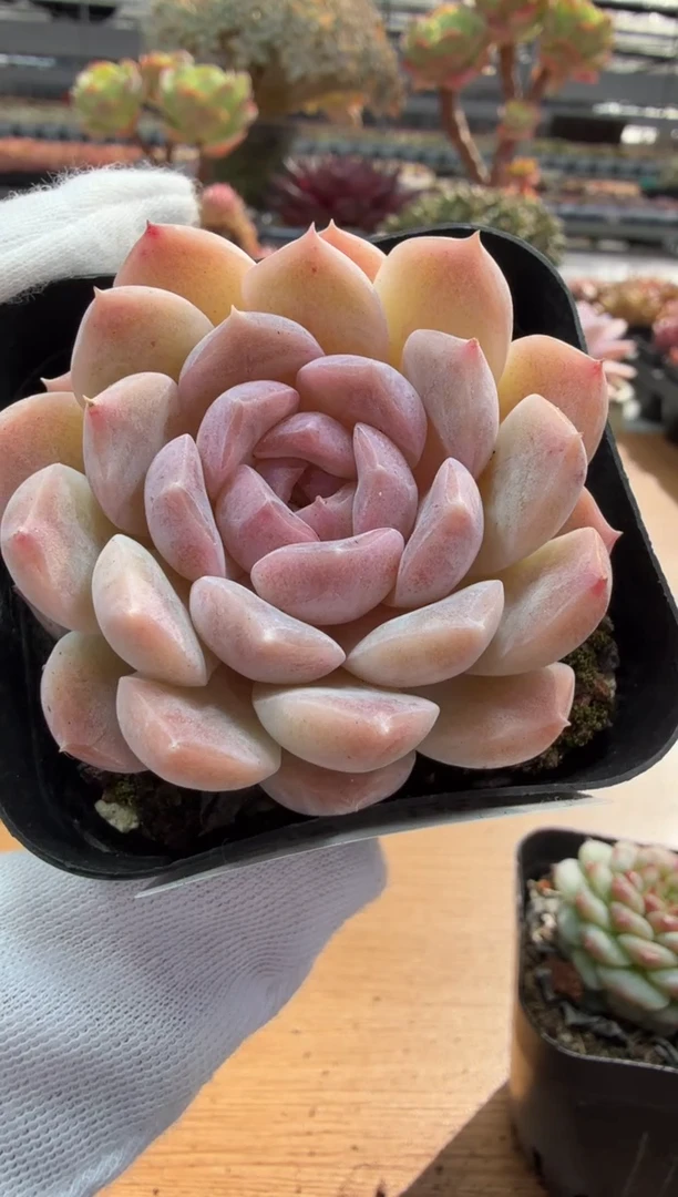 东云多肉园二店-167