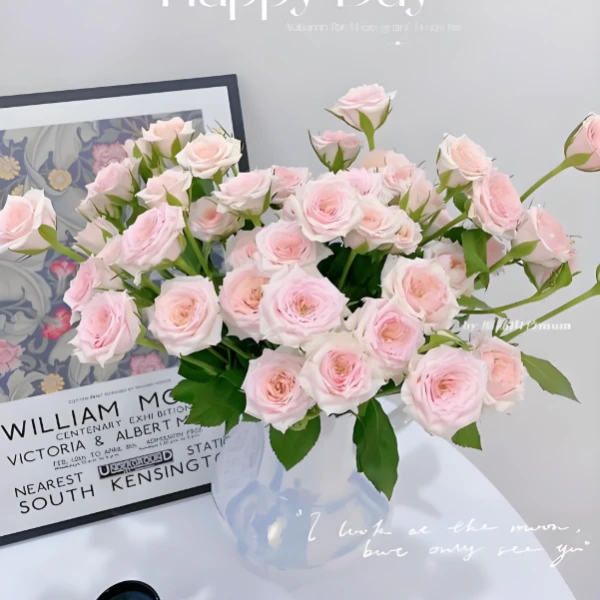 【鲜切花】星悦宝贝玫瑰  昆明直发同地址两单以上德邦包邮送货上门