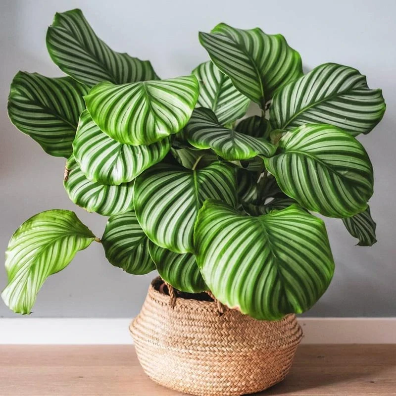 青苹果竹芋盆栽室内吸甲醛观叶植物四季常青好养绿植客厅装饰