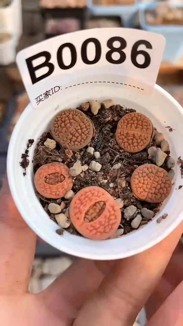 【闪购商品】0086直播一物一拍