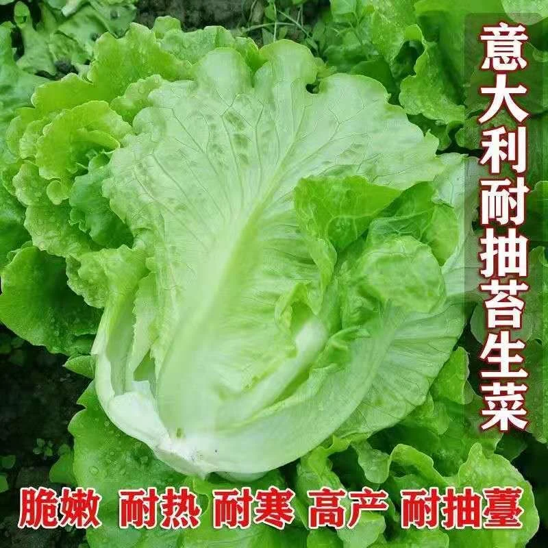 生菜意大利全年生菜王种籽高产四季蔬菜阳台菜种孑奶油苗