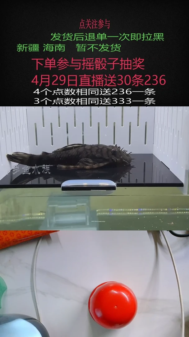 清道夫不包入缸损65