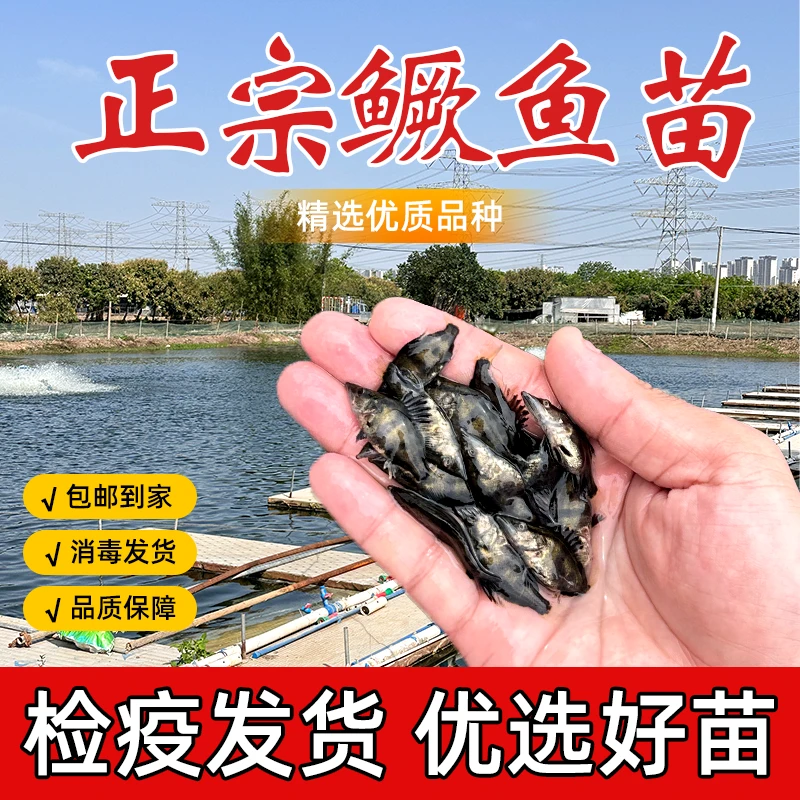 鳜鱼苗桂鱼苗桂花鱼苗淡水养殖翘嘴白鳜鳌花肉食观赏鱼季花鱼活体