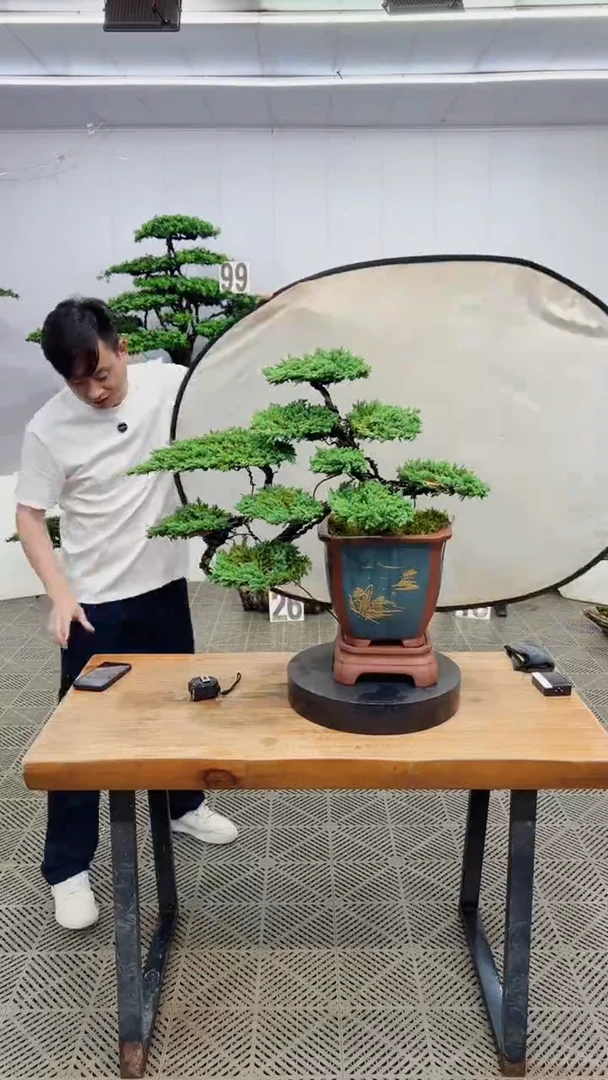 无花朵造型盆景一物一拍