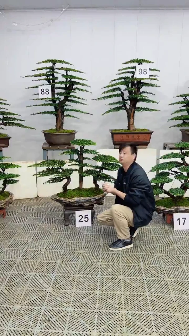 无花朵造型盆景一物一拍