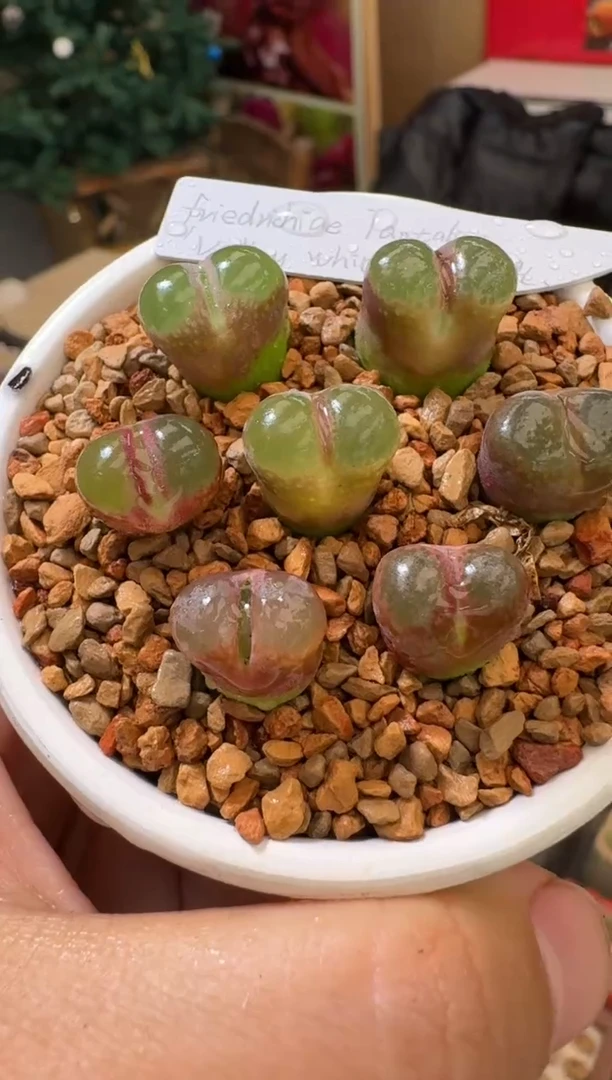 【闪购商品】25-21一颗