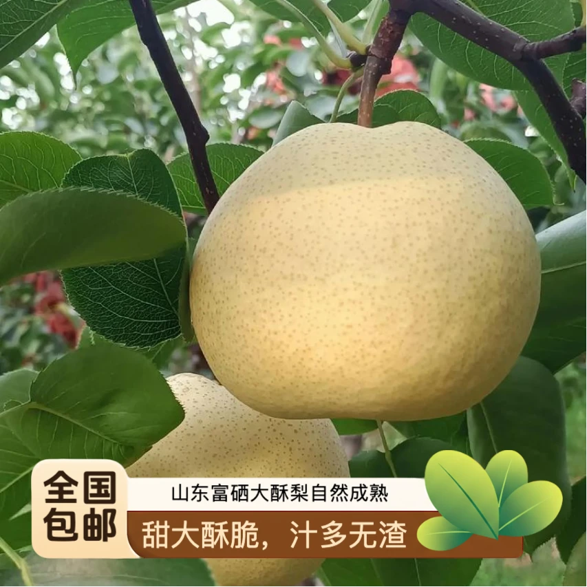 2025年新下脆甜多汁富硒山农酥梨当季水果