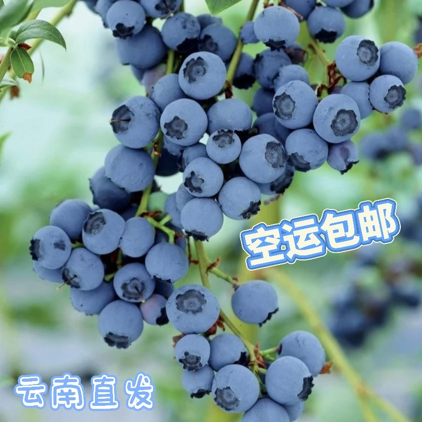 【特大果福利=云南高原花香仙仙莓】露天种植 空运直发