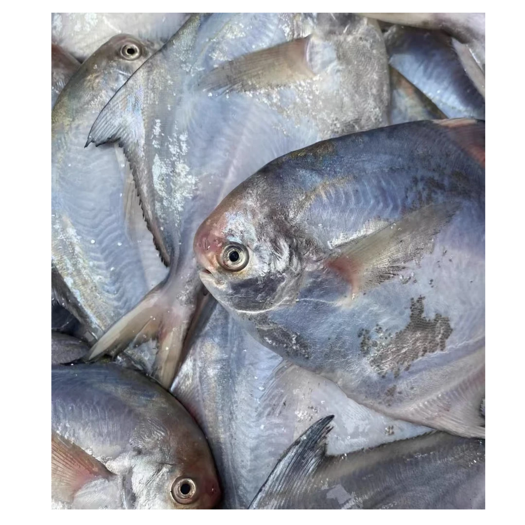 【郭老三八大湖店】野生银鲳鱼2斤（1斤4条左右） 新鲜海捕 码头直供