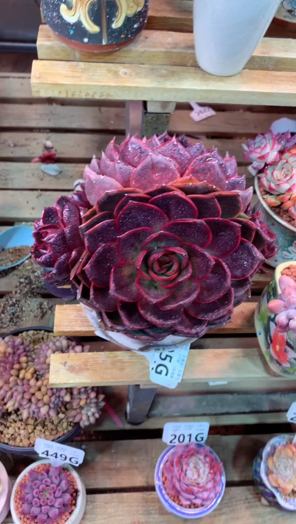 205G（一物一拍，精品多肉，w所见即所得 ）