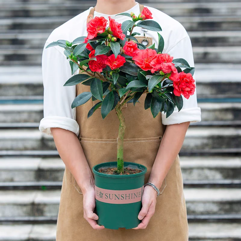 3.8女神节 花仙子茶花 花期长 耐寒 露天苗易养 新手入