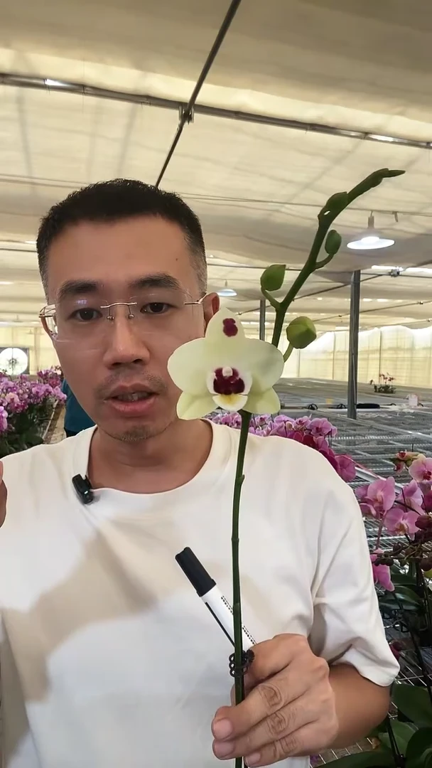 大部分开放少量花苞云****m梧桐1棵