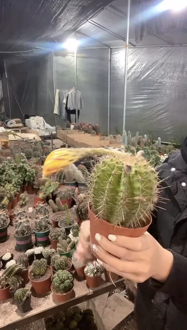 4号实生采草仙人球