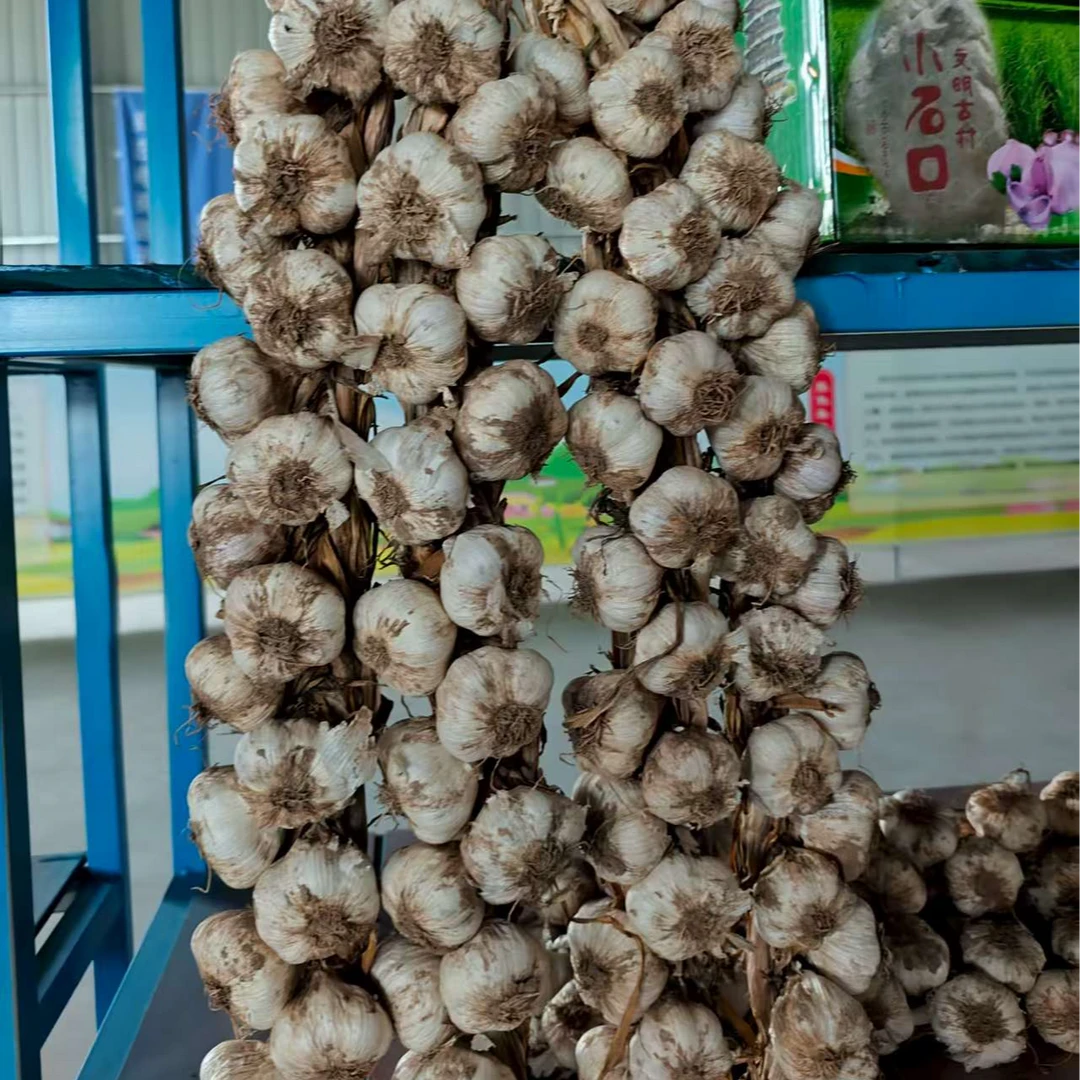 山西应县小石口四六瓣紫皮大蒜口感辛辣可做腊八蒜