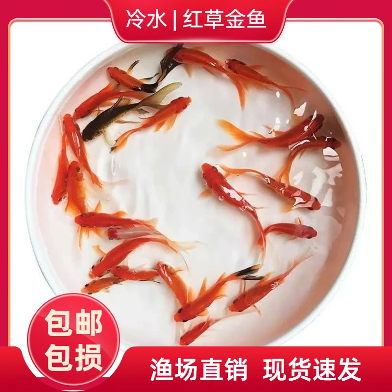 草金鱼冷水淡水观赏鱼活鱼好养耐活适合新手