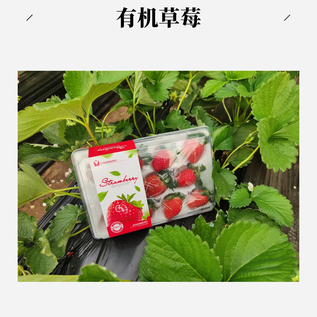 锦会有机农庄草莓2斤装4盒大果（11枚/盒）新鲜草莓