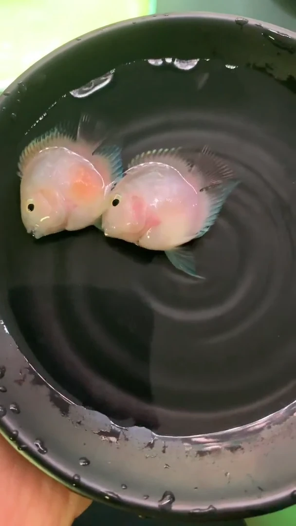 鹦鹉鱼缩尾鹦鹉鱼