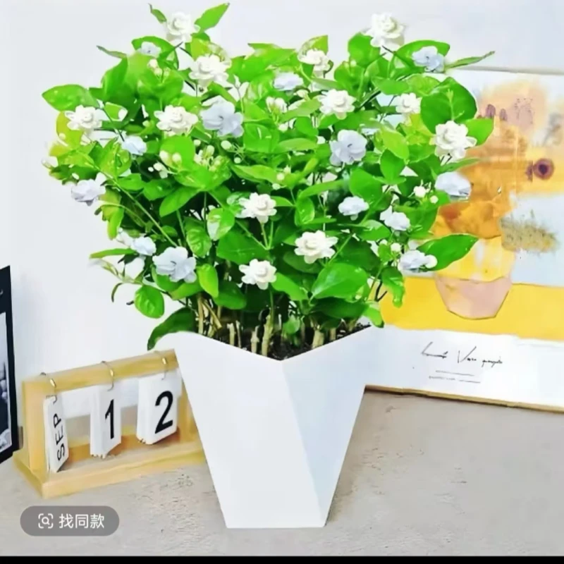 6-8颗香水茉莉花盆栽室内花卉客厅阳台四季重瓣茉莉花净化空气