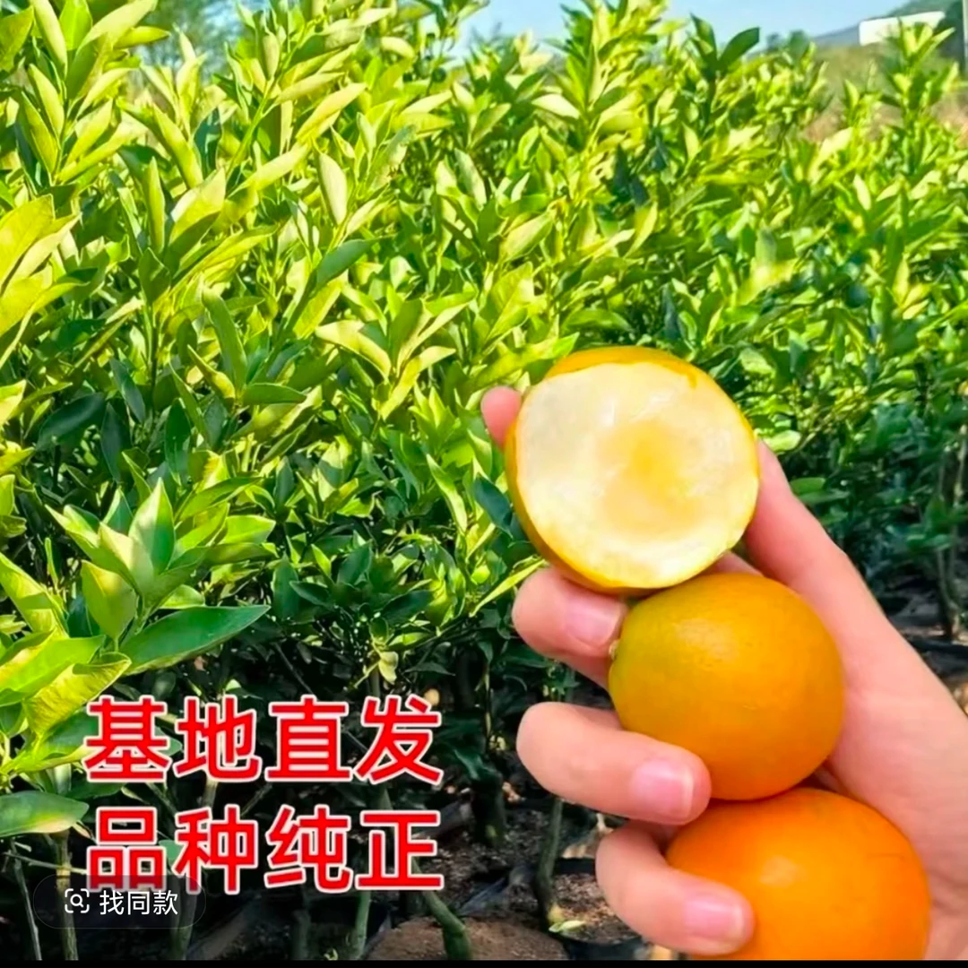 脆皮金ju苗金ju盆栽苗当年结【带蜾发货】阳台庭院好养