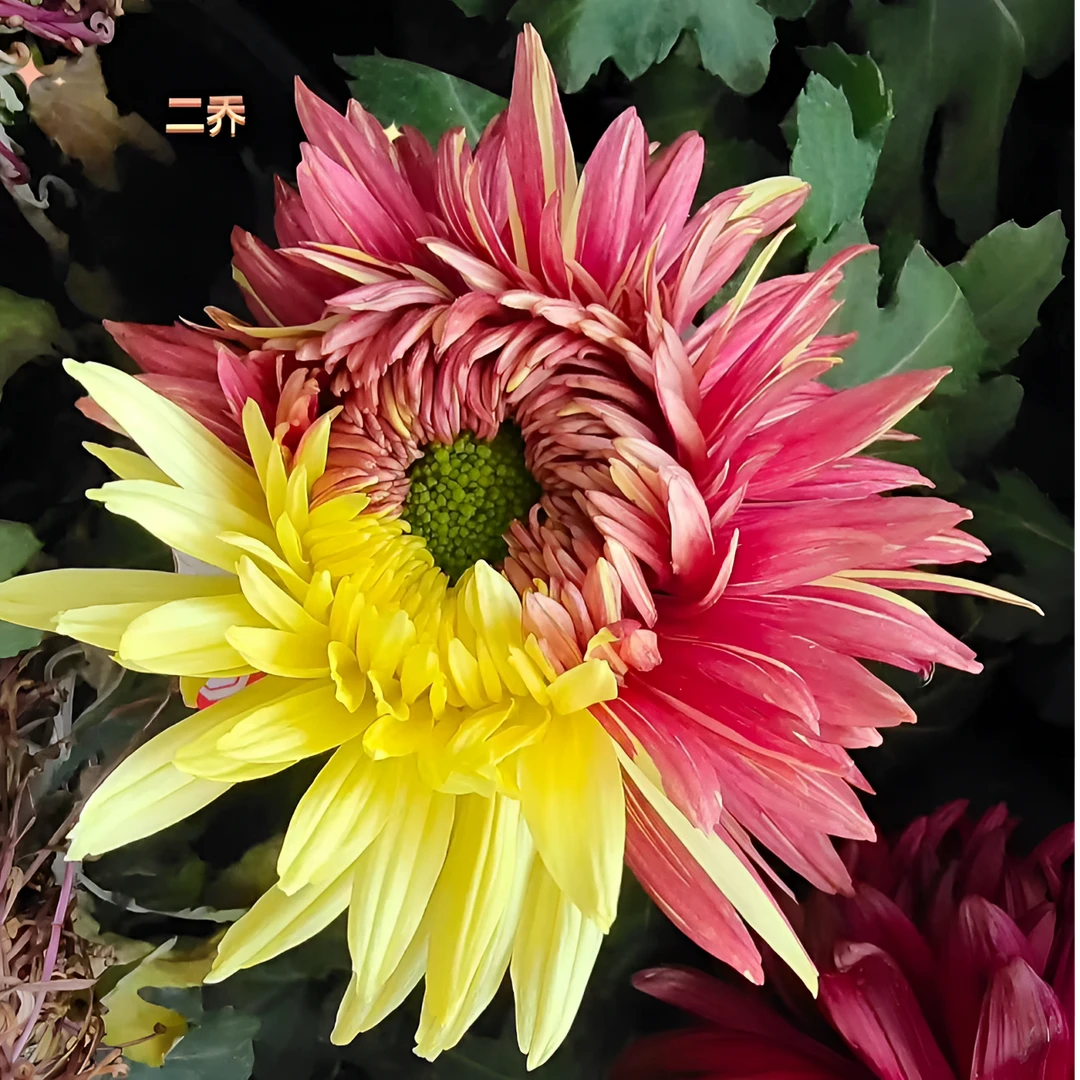 【二乔】九月大菊花小苗稀有品种花期长耐热耐寒易养活喜阳