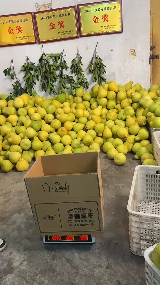 真龙柚长寿沙田柚1.5斤-1.7斤 6个 大果 送2个小果 含箱子13.9斤