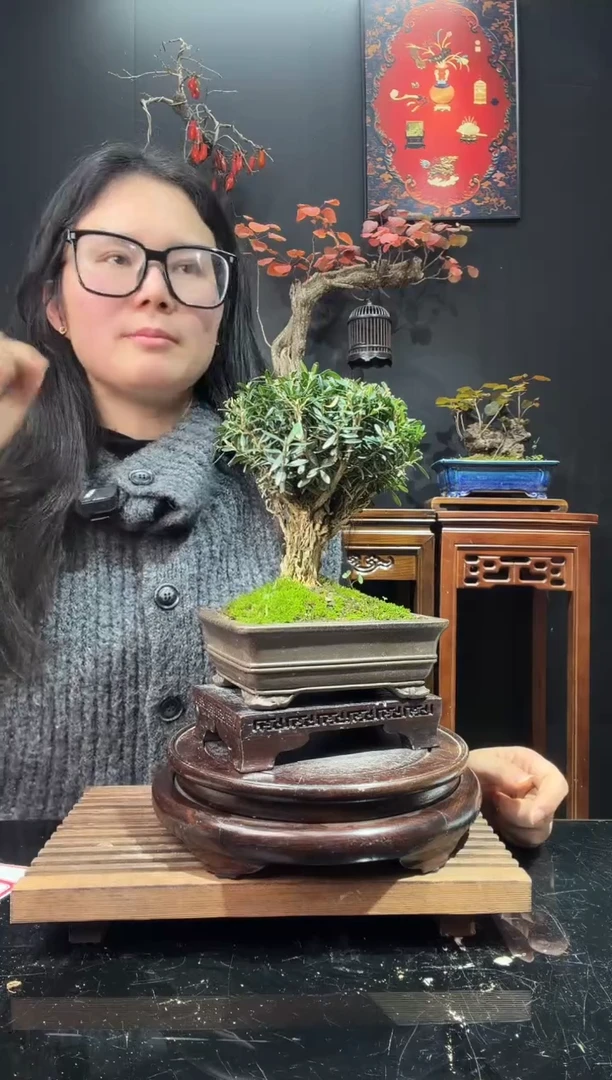 完全开放黄杨000