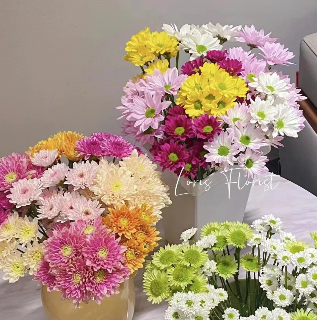 【多彩小雏菊鲜花】花期长耐养鲜花花束客厅 办室室插花 新鲜发货