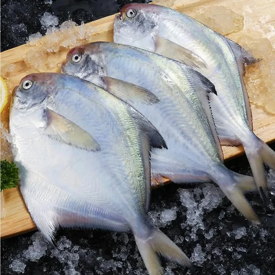 新鲜活冻银鲳鱼肉厚刺少肉质鲜美