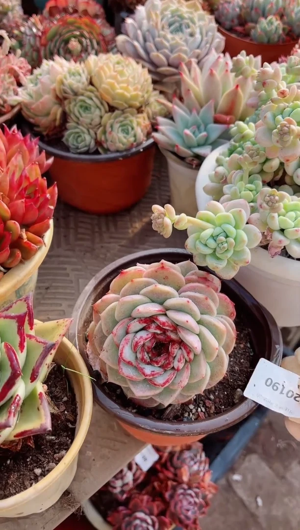 【闪购商品】20190