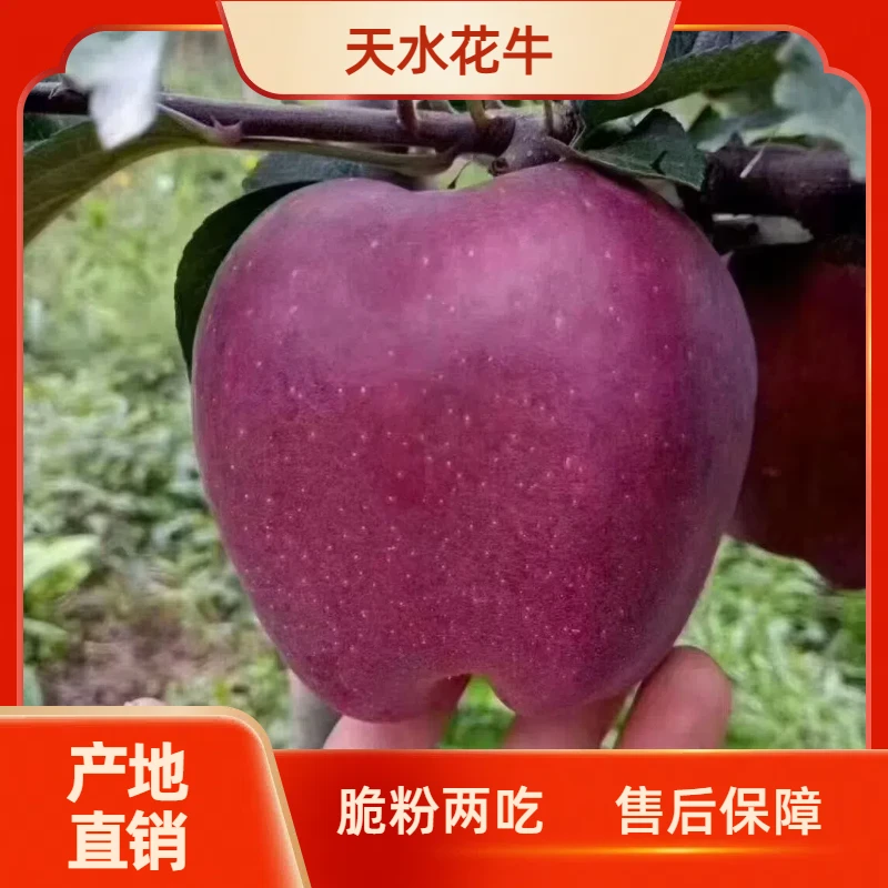 【新鲜采摘】天水花牛苹果脆粉两吃产地直发应季水果5斤/9斤包邮