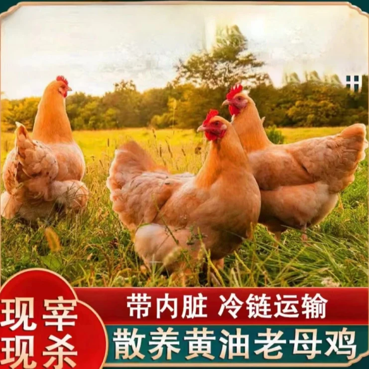 【买三只送一只老母鸡】放养黄油老母鸡带内脏新鲜散养净重8-9斤