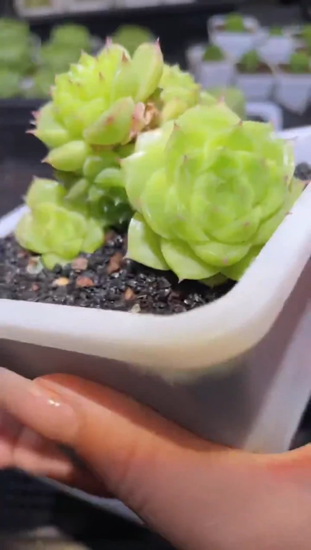 362晶体玻璃量拍发一颗