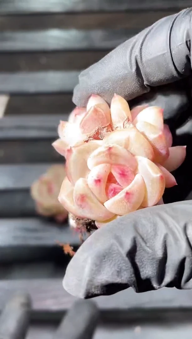 19-66 桃翡群3-4厘米不包整散量拍发一颗