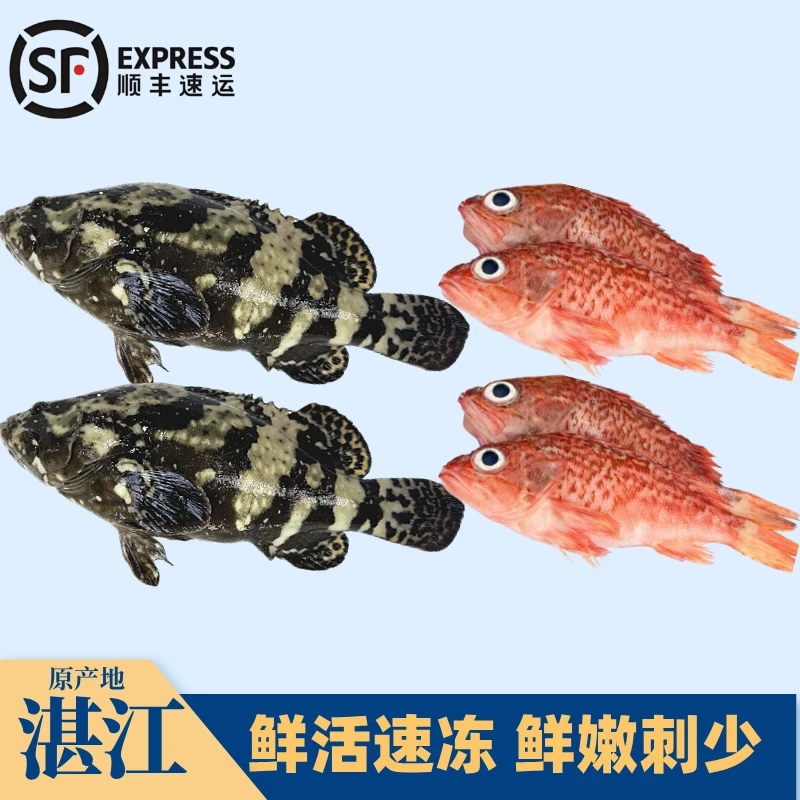 【小牛哥】大石斑鱼+大石九公虎头斑黑腹鲉鱼海鲜装速冻味道鲜美