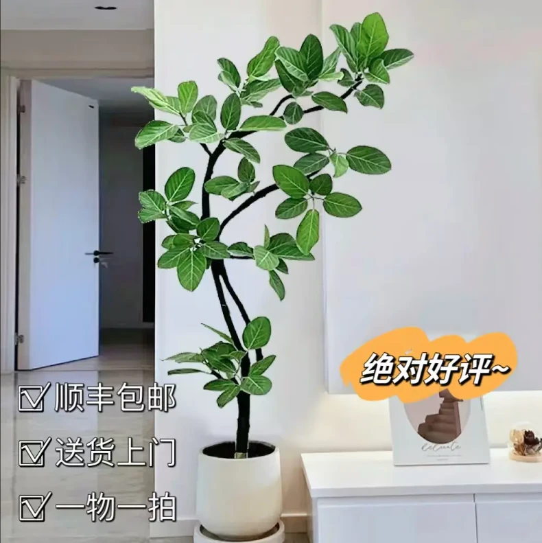 室内大型盆栽高山榕青叶橡皮树绿植好养可净化空气