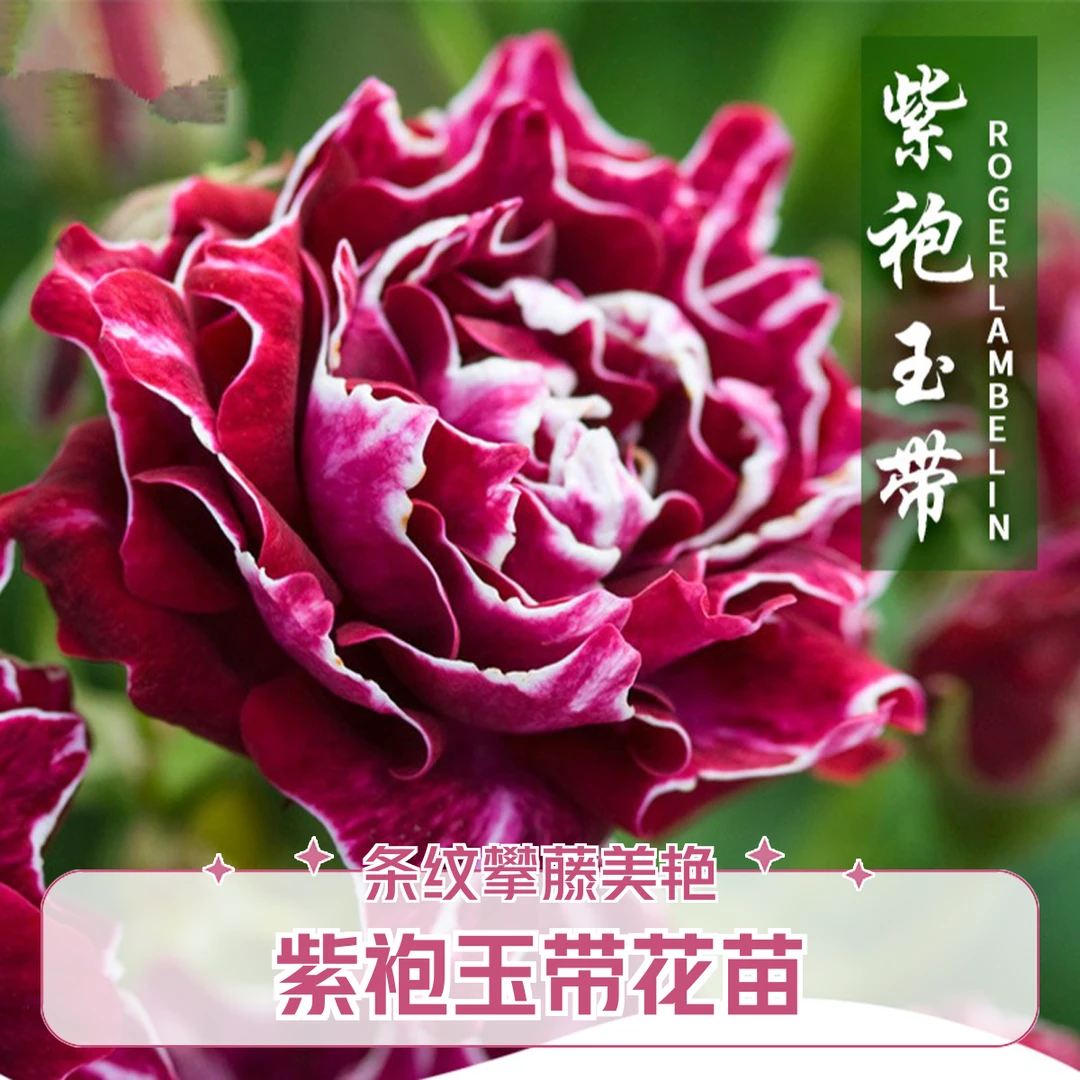 【紫袍玉带】带条纹边品种  爬藤月季 藤本花苗 大花 庭院阳台别墅