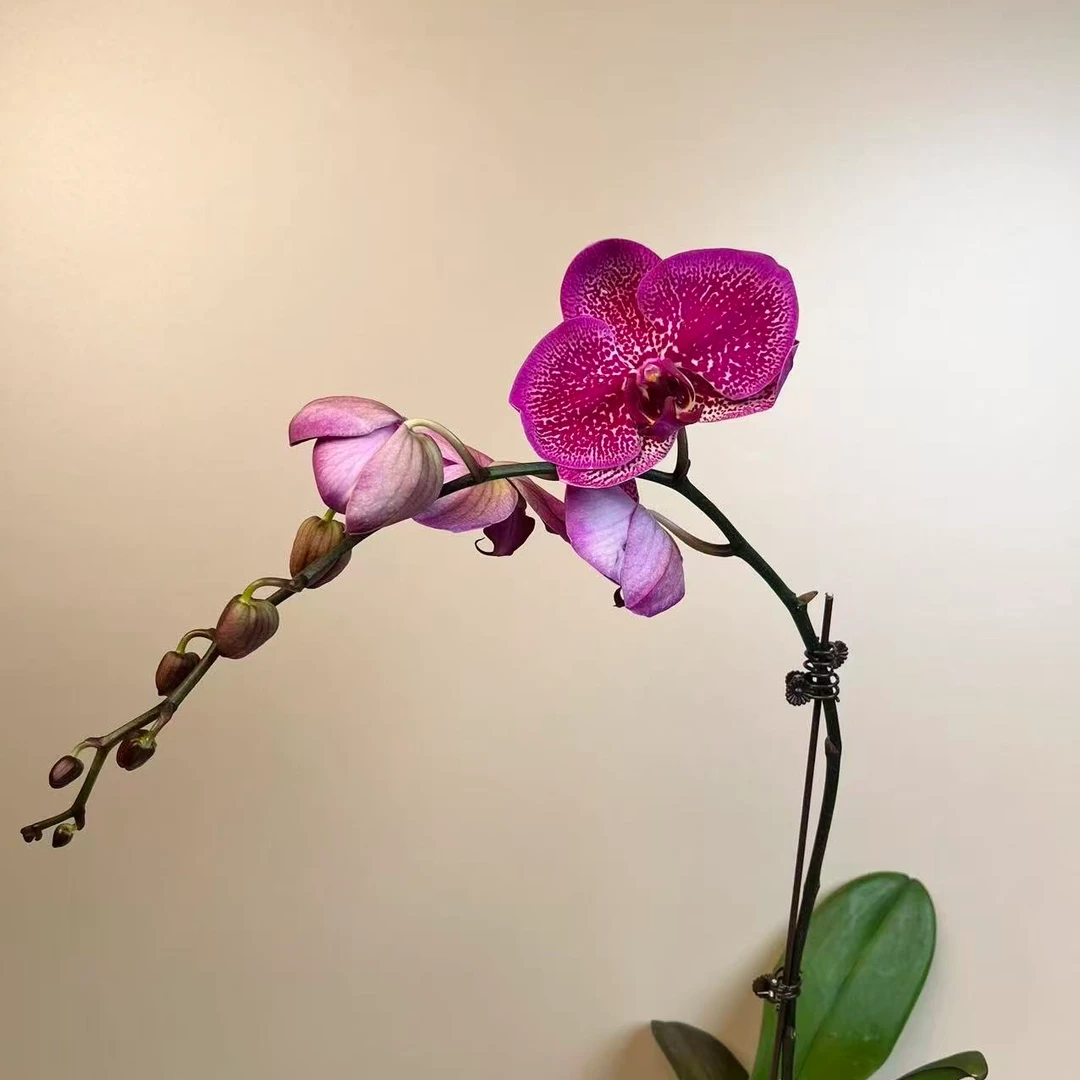 悠花里蝴蝶兰（月光美人3.0寸）带花带花苞开花株发货