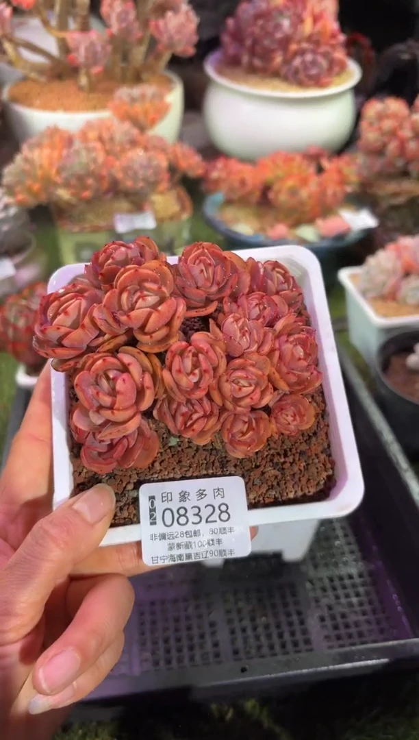 【闪购商品】08328