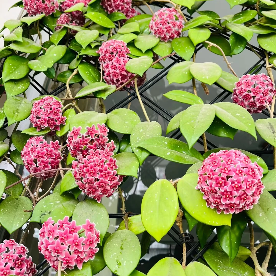 【绿叶红球兰】阳台爆花浓香型垂吊花卉室内爬藤绿植四季常青