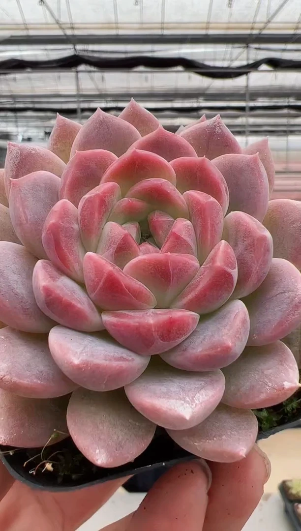 【闪购商品】新款多肉-2（鸿运）