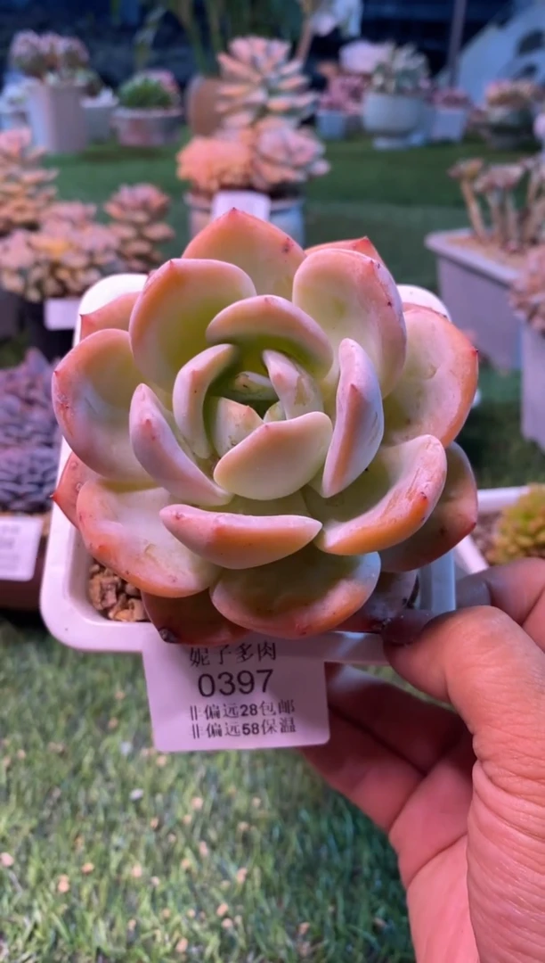 0397（满28包邮发货）