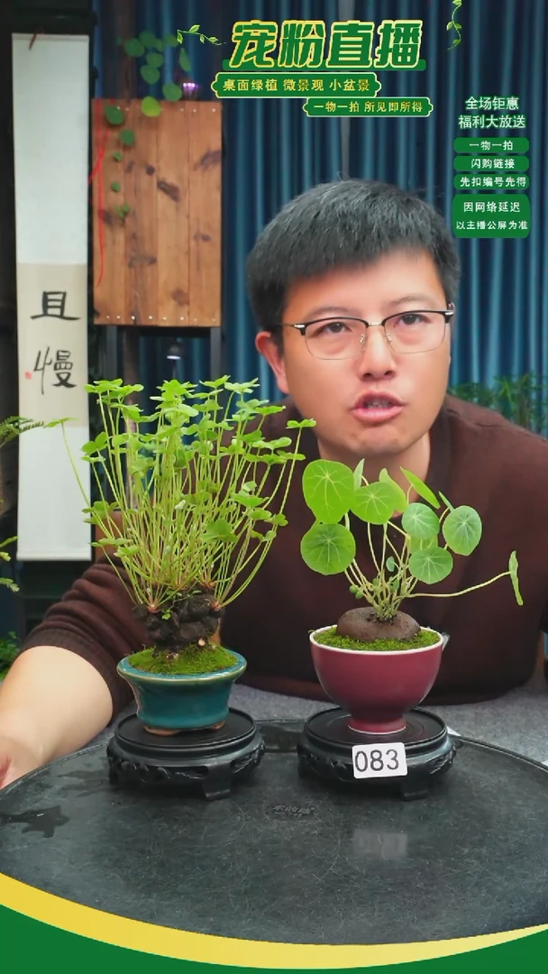 无花朵云*月苔藓微景观083号