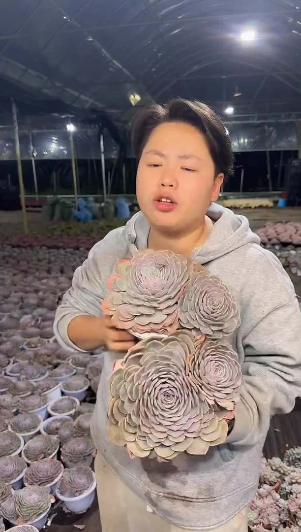 双头天赐2颗9.99