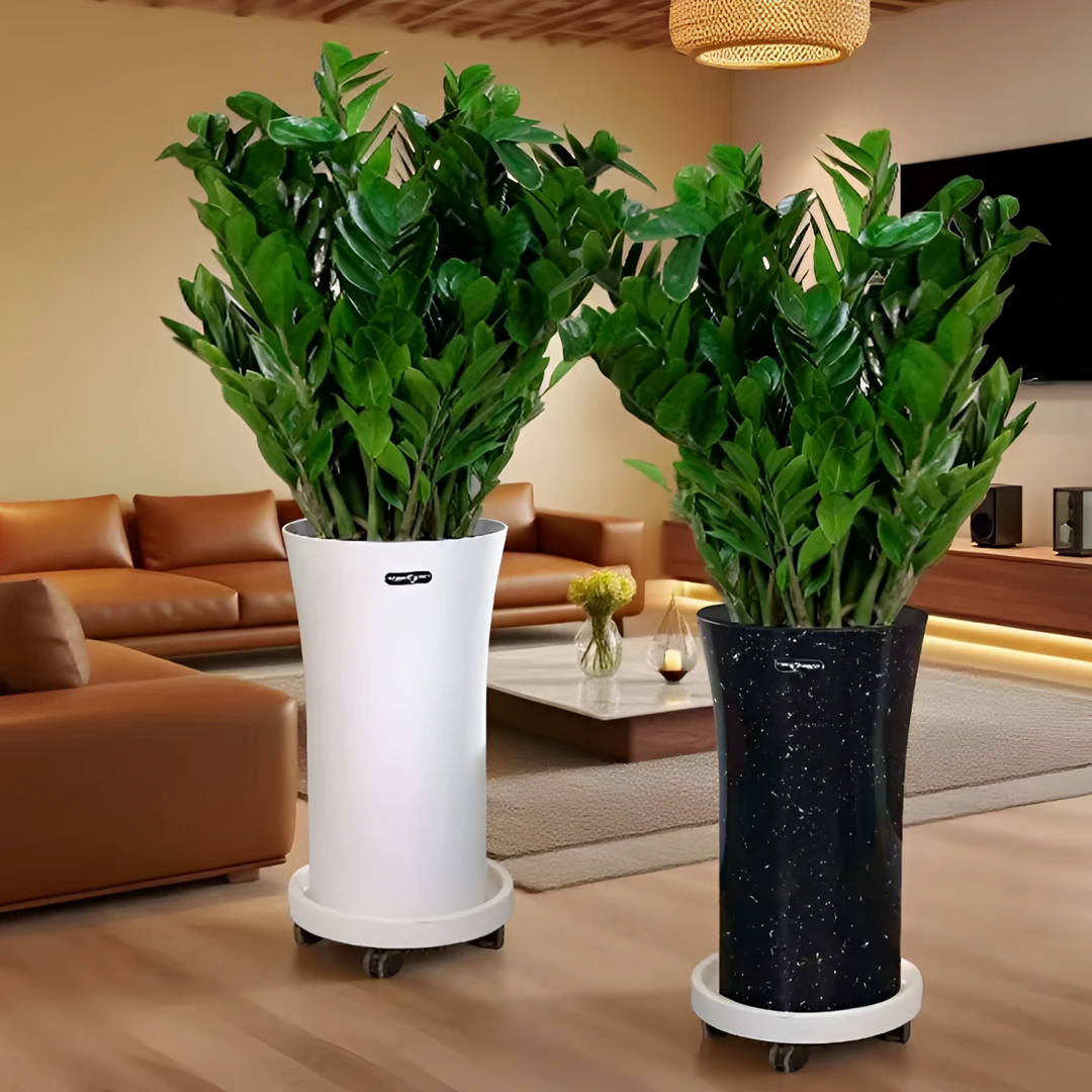 超值！含白盆高1.2-1.4米大型金钱树室内客厅好养绿植钱串乔迁送礼