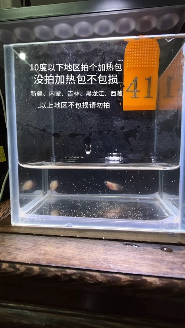 孔雀鱼超透编号41