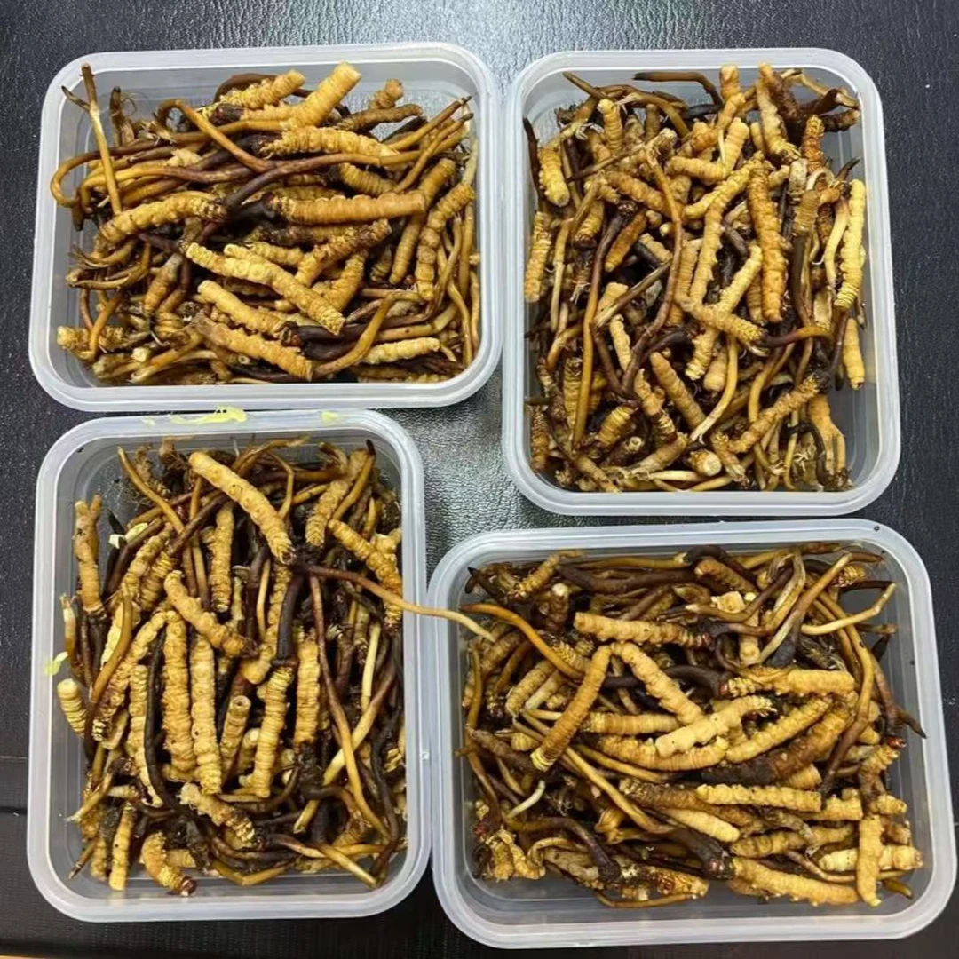 鲜冬虫夏草，泡酒煲汤专用，虫身有点不饱满，不影响食用