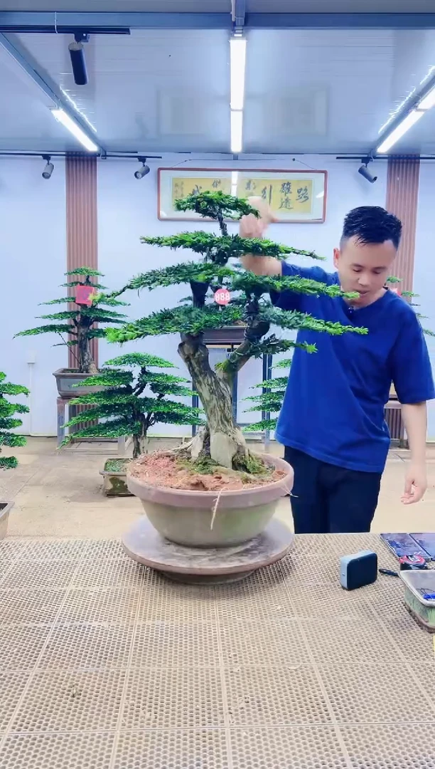 无花朵00000000000