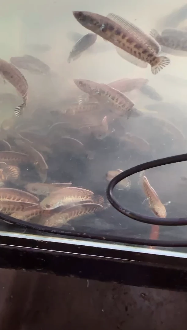 雷龙印尼鬼王11111