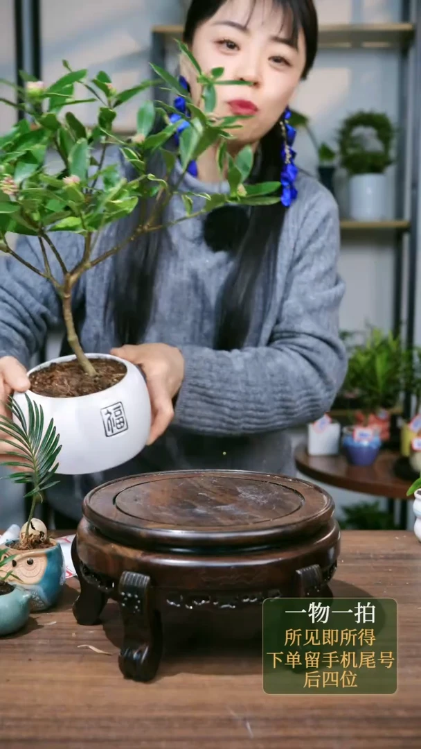 【闪购商品】224--6072瑞香白福