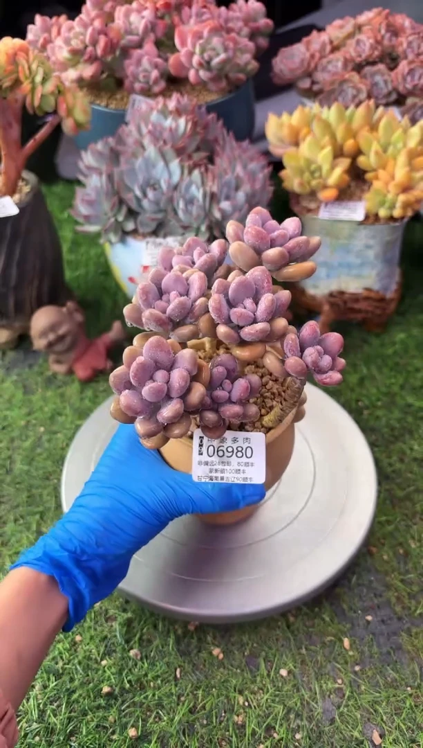 昆明印象多肉06980